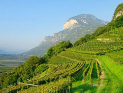 Vino di Trentino